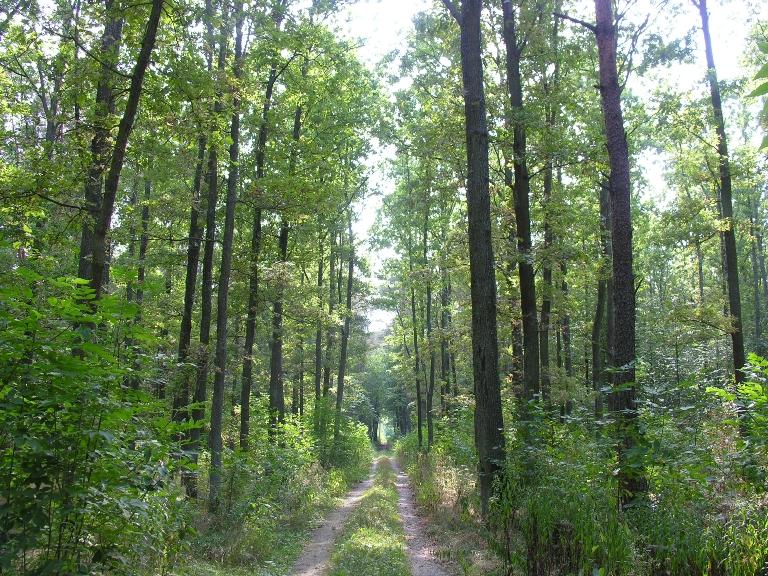 Informacja o pracach leśnych na terenie Nadleśnictwa Jabłonna