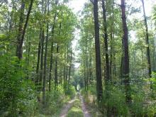 Informacja o pracach leśnych na terenie Nadlesnictwa Jabłonna